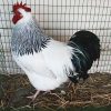 Light sussex roosters