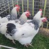 Light Sussex Day-Old Chicks