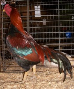 Black Breasted Red Aseel