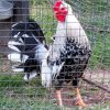Ginn Grey Toppy roosters for sale