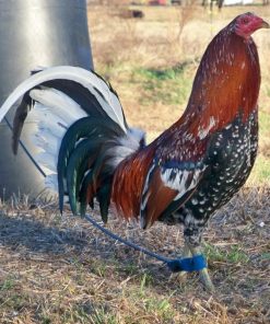 Gerrard Hatch Gamefowl