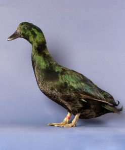 cayuga-duck2