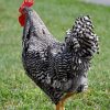 Barred Plymouth Rock