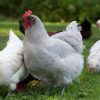 lavender chicken for sale3