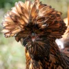 golden laced polish chicken