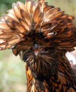 golden laced polish chicken