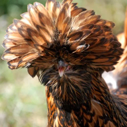 golden laced polish chicken