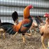 peruvian rooster for sale