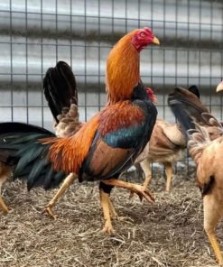 peruvian rooster for sale
