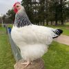 Light sussex chicken