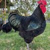 black australorp roosters for sale