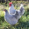 lavender chicken for sale