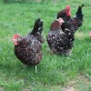 speckled sussex chicks