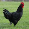 BLACK-AUSTRALORP-ROOSTER