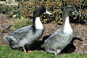 BLUE-SWEDISH-PAIR swedish blue duck for sale3