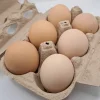 barred plymouth rock eggs for sale 4