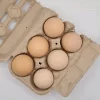 barred plymouth rock eggs for sale 3