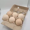 barred plymouth rock eggs for sale 2