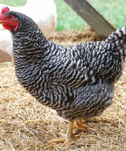 plymouth rock chicken
