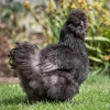 Black Silkie
