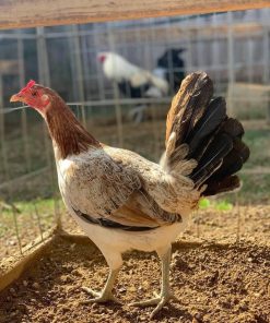 blueface hatch hens for sale