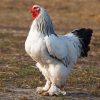 light brahma rooster for sale3