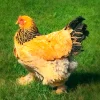 buff brahma bantam chickens