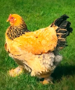 Buff-Brahma-Chicks
