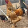 buff brahma roosters