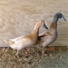 orpington ducks for sale1