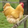 buff orpington roosters