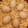 buff orpington eggs