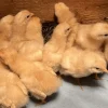 buff orpington eggs for sale 1