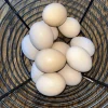 buff orpington eggs for sale 2