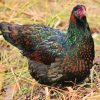 barnevelder chickens