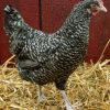 cuckoo maran chickens for sale