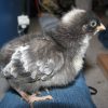 Cuckoo-Maran