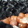 french black copper marans chicks for sale