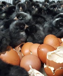 french black copper marans chicks for sale