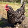 cuckoo maran chickens for sale3