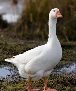 Embden_goose