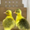 Goslings1