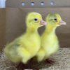 Goslings