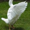 Embden_goose