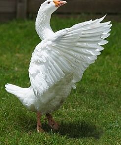 Embden_goose