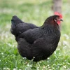black copper maran hens for sale