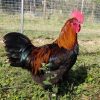 black copper mara roosters