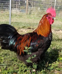 black copper mara roosters