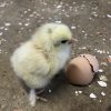 light brahma chicks for sale1