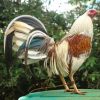 american gamefowl for sale